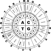 Вижте Bcaa 37 от SNC Вижте Bcaa 37