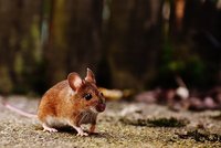 Информация за гризачи 15 от Инсект експерт Информация за гризачи 15