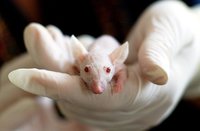 Научете за гризачи 30 от Инсект експерт Научете за гризачи 30