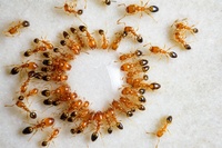 Изключително качествениа борба против мравки 3 - Инсект експерт Изключително качествениа борба против мравки 3