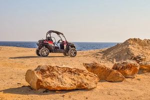 Buggies - 98918 species