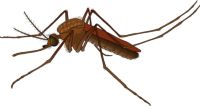 Insektenschutz - 41474 Art