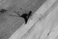 Insektenschutztür - 24531 Rabatte Insektenschutztür - 94525 Rabatte