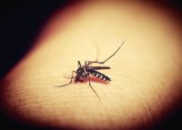 Insektenschutztür - 46405 Vorschläge Insektenschutztür - 22784 Vorschläge