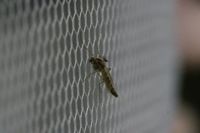 Insektenschutztür - 98159 Erfolge Insektenschutztür - 35827 Erfolge