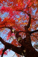 Четирите споразумения - 30095 клиенти Четирите споразумения - 74853 клиенти