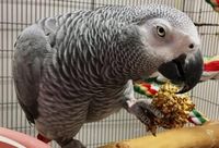 папагал ара - 59664 селекции | Parrots Paradise папагал ара - 22291 селекции