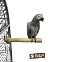 папагал жако - 48680 снимки