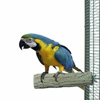 витамини за папагали - 98037 цени | Parrots Paradise витамини за папагали - 19703 цени