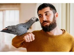 Грижи за папагал - 29578 селекции