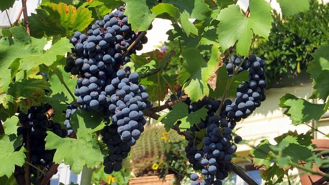 вино санджовезе италия - 24839 новини